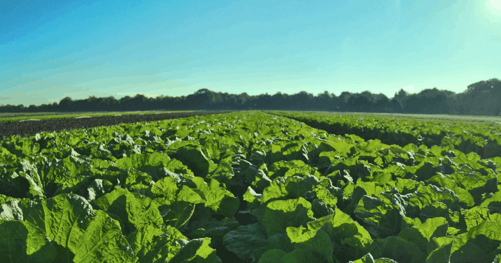 Online grocery shopping app open on a phone with fresh produce and pantry items in a Dubai kitchen